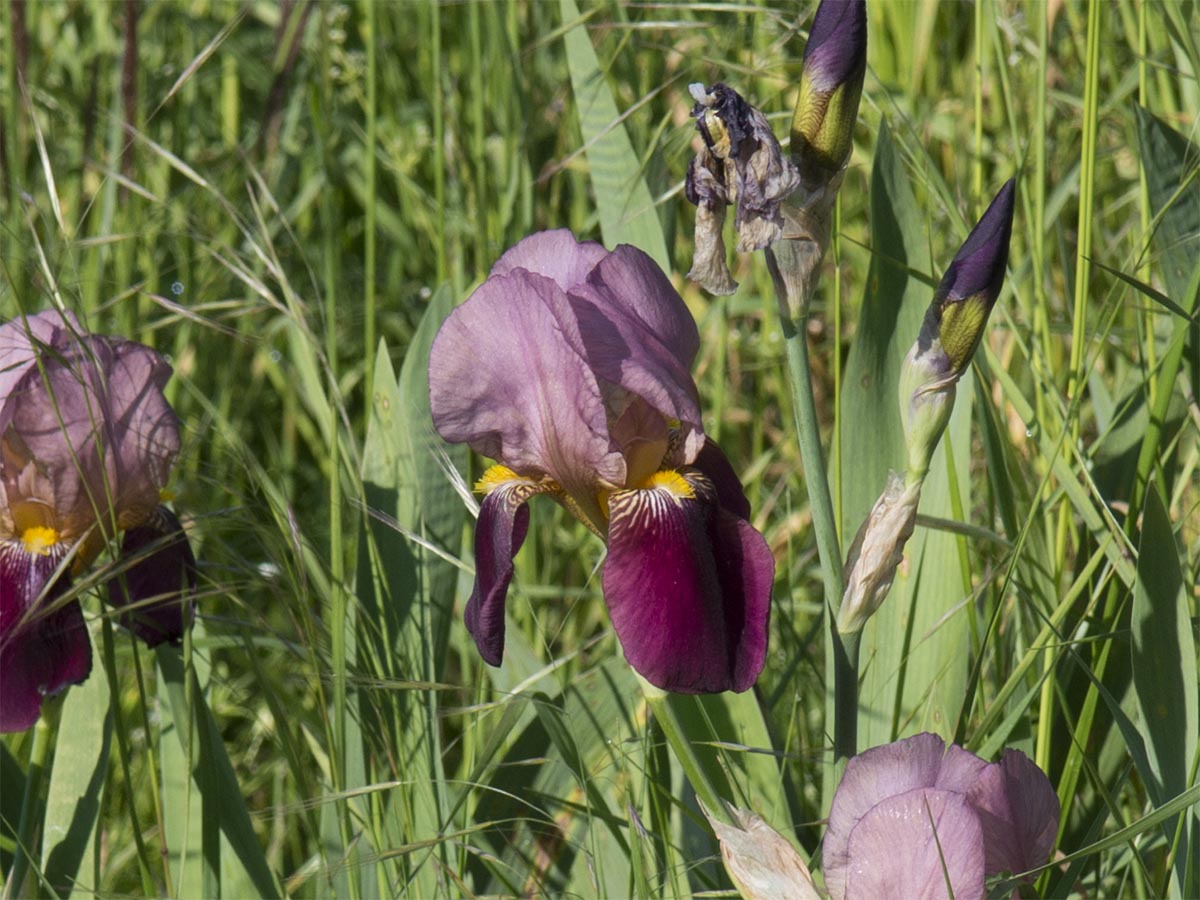 Iris barbata Elatior-Gruppe